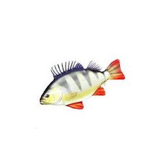 HALAS PÁRNA SÜGÉR