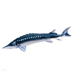 PILLOW THE MONSTER EUROPEAN STURGEON 200CM